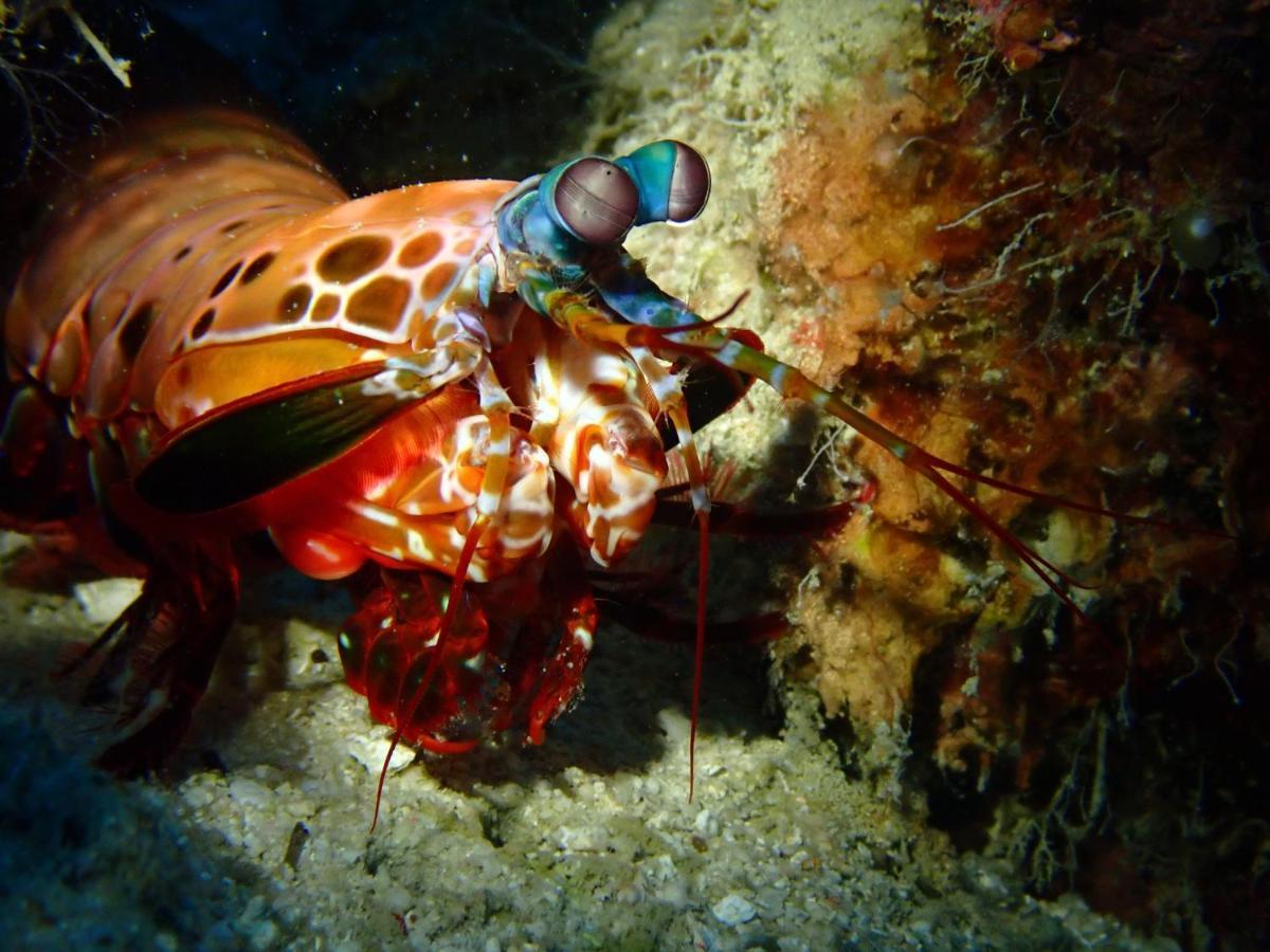 Alegria Dive Resort المظهر الخارجي الصورة