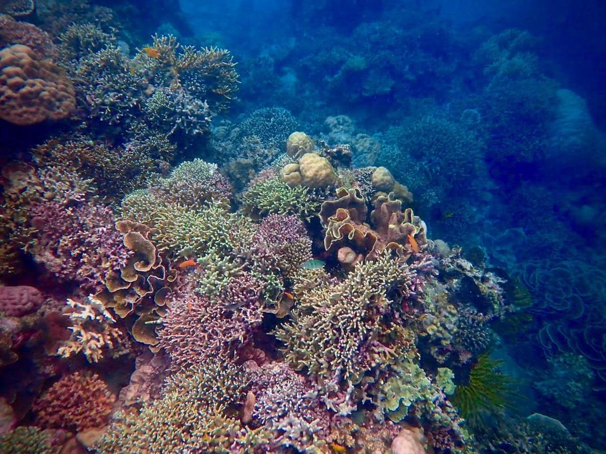 Alegria Dive Resort المظهر الخارجي الصورة