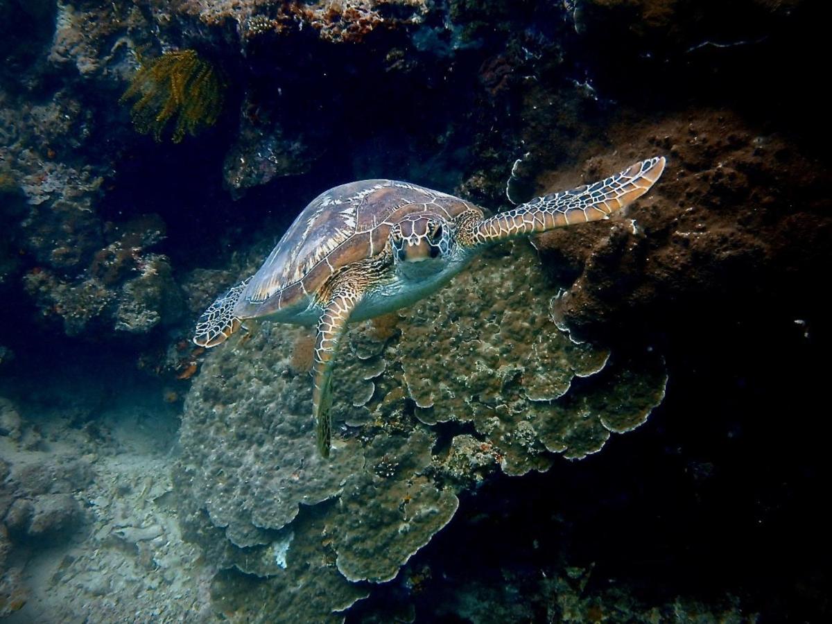 Alegria Dive Resort المظهر الخارجي الصورة